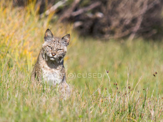 Bobcat sentado na grama verde e olhando para a câmera — Fotografia de Stock
