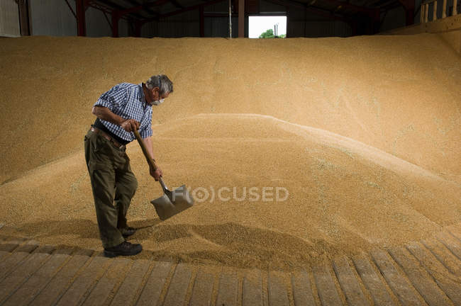 Agricultor paleando trigo en almacén de granos - foto de stock