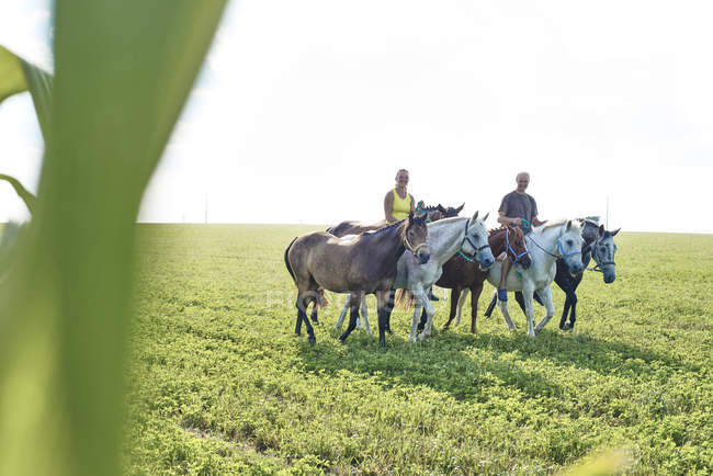Mujer y hombre montando y liderando seis caballos en el campo - foto de stock