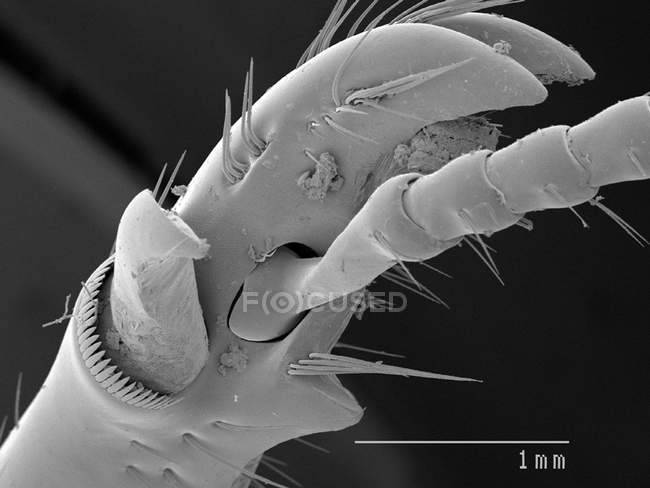 Scansione micrografo elettronico di scarabeo passalidae — Foto stock