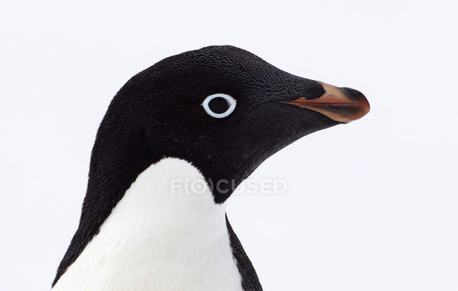 Close up shot of Adelie Penguin head, Antártida, Oceano Antártico — Fotografia de Stock