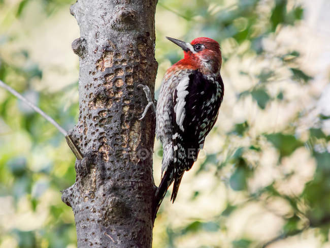 Red Breasted Sapsucker — Stock Photo