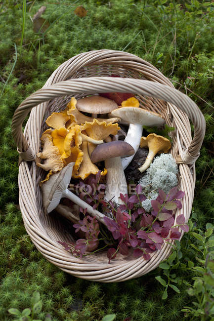 Fresh picked chanterelle and porcini mushrooms with herbs in basket — Stock Photo