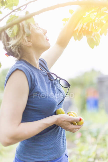 Woman picking plums from tree in sunlight — Stock Photo