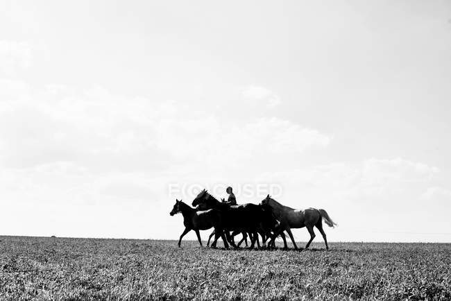 B & W imagem de homem montando e levando seis cavalos no campo — Fotografia de Stock