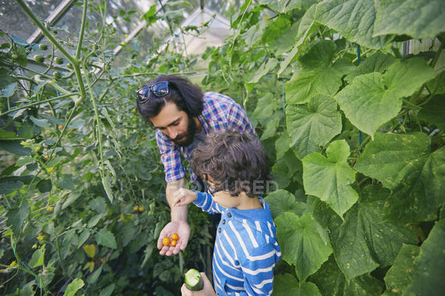 Padre e hijo con tomates y pepino en la asignación - foto de stock