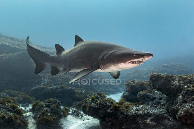 Tiburón tigre de arena o diente irregular arrecifes de crucero, Aliwal Shoal, Sudáfrica - foto de stock