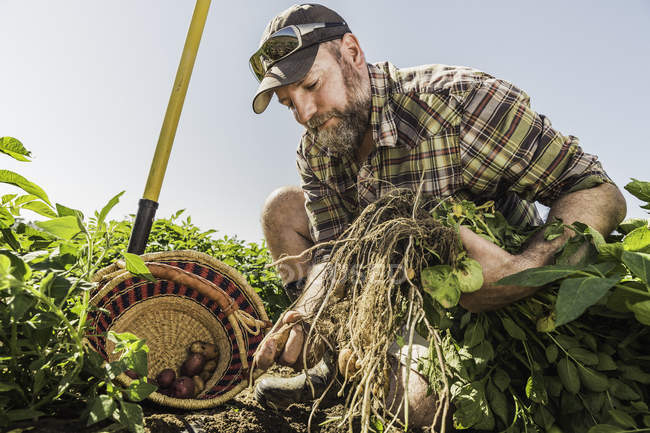 Bearded man harvesting fresh vegetables into basket — Stock Photo