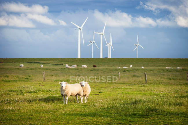 Ovini in campo con parco eolico — Foto stock