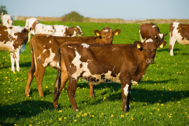 Cows in spring field — Stock Photo
