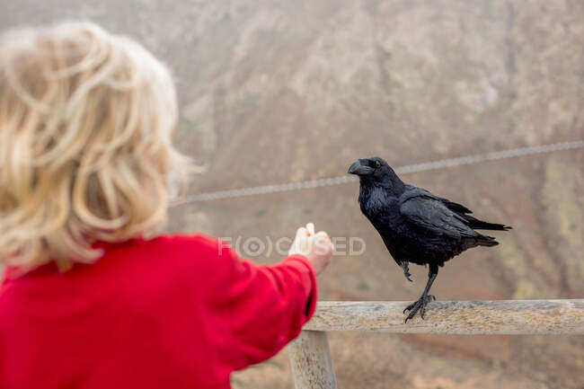 Мальчик кормит ворона на заборе — стоковое фото