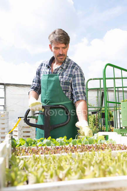 Agricoltore biologico con vassoi di piantine — Foto stock