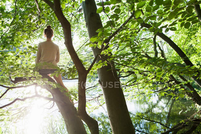 Visão traseira de romano sentado na árvore com luz solar — Fotografia de Stock