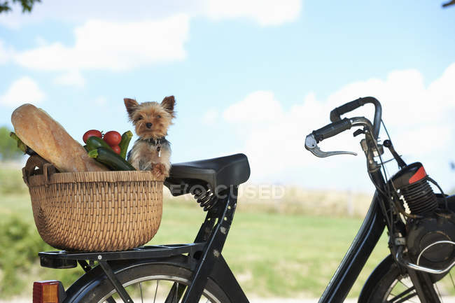 Cão e legumes em cesta de bicicleta elétrica — Fotografia de Stock