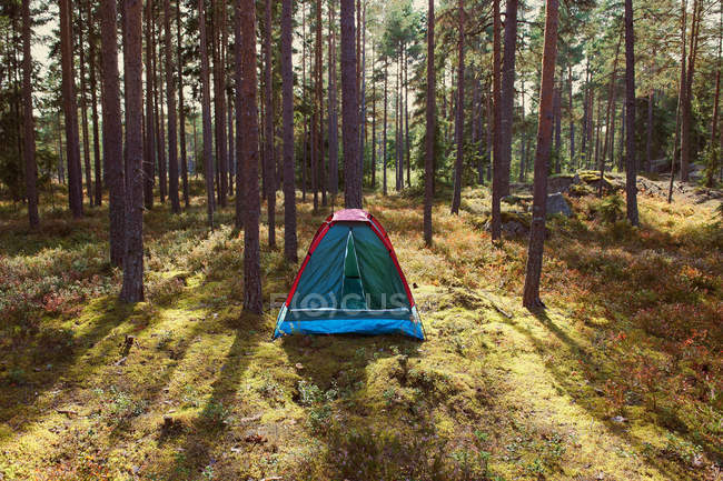 Tent set in sun lighted forest — Stock Photo