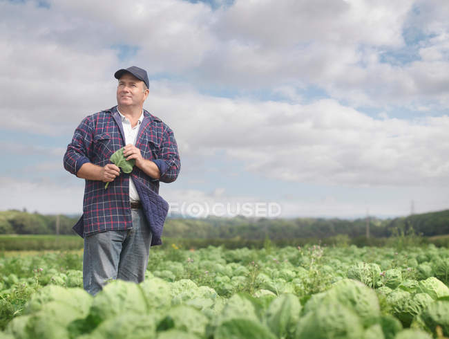 Agricultor no campo de cultivo — Fotografia de Stock
