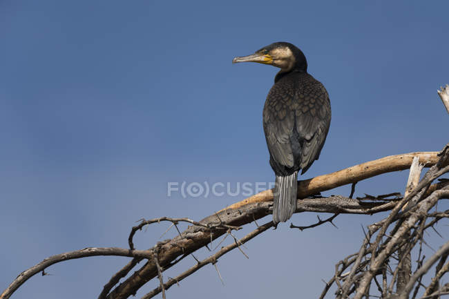 Grande appollaiamento di cormorano su ramo, Lago Naivasha, Kenya, Africa — Foto stock