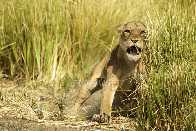 Lioness roaring to protect young cubs in grass — Stock Photo