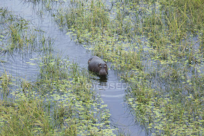Ippopotamo o Ippopotamo anfibio in un canale paludoso, Botswana, Africa — Foto stock