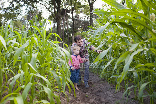 Agricultor e hijo en el campo de los cultivos - foto de stock