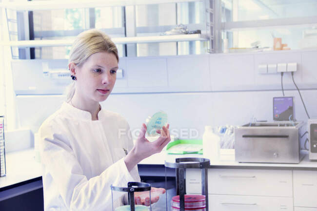 Cientista olhando para placa de Petri — Fotografia de Stock