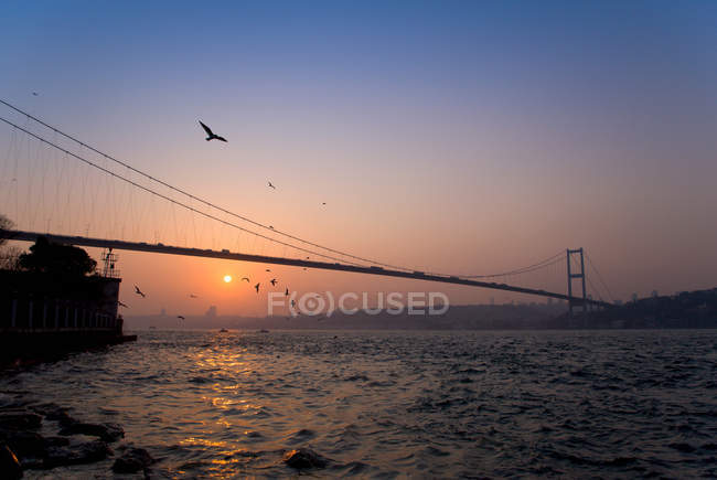 Birds flying over Bosphorus Bridge — Stock Photo