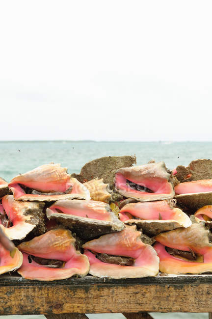 Concha conchas empilhadas na mesa — Fotografia de Stock