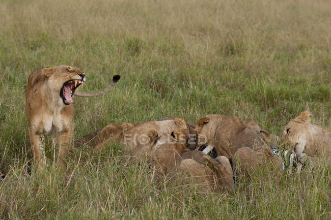 Los leones del orgullo del pantano se alimentan de cebra, Masai Mara, Kenia, África - foto de stock