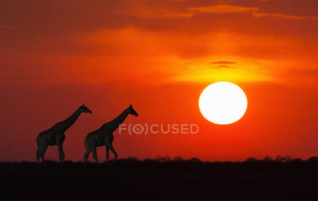 Silhuetas girafa andando ao pôr do sol no parque nacional de etosha — Fotografia de Stock