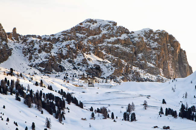 Деревья в снежной горной местности — стоковое фото