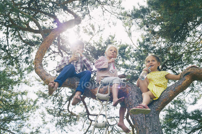 Grupo de jóvenes amigos sentados en el árbol, bebiendo bebidas embotelladas, vista en ángulo bajo - foto de stock