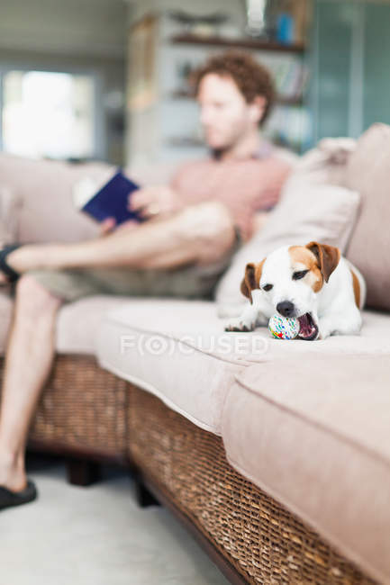 Собака жує іграшку на дивані — стокове фото
