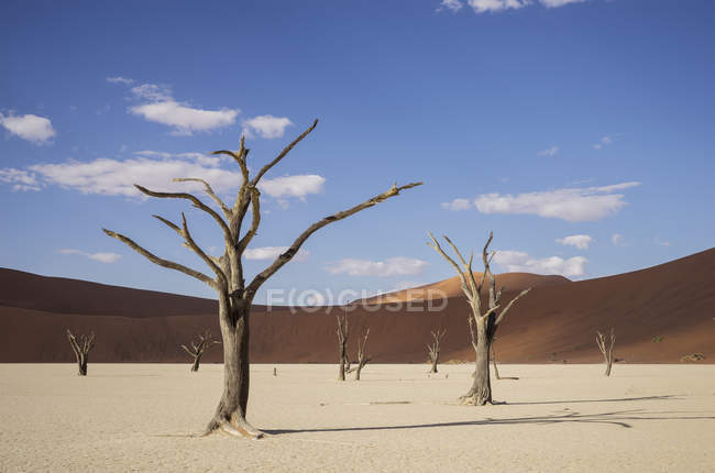 Tonpfanne mit abgestorbenen Bäumen und Sanddünen, deaddvlei, sossusvlei Nationalpark, namibia — Stockfoto