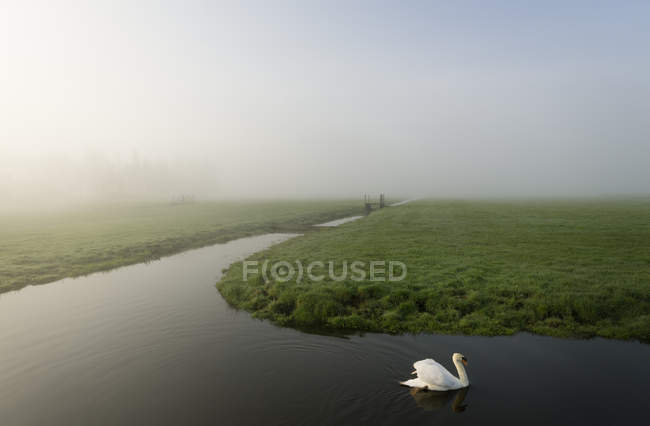 Swan on polder or dyke, Waarder, Hollande-Méridionale, Pays-Bas — Photo de stock