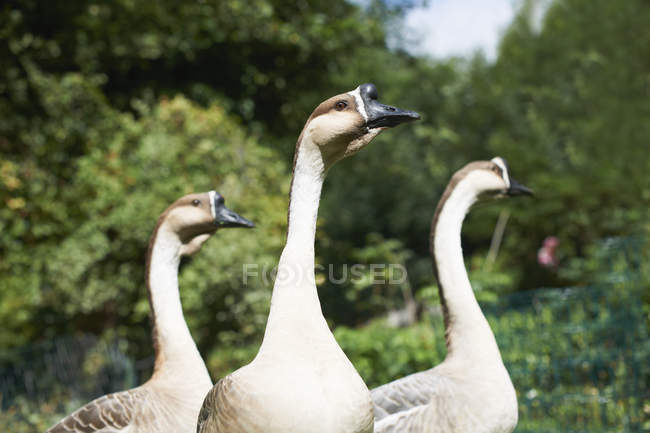 Three chinese geese in park — Stock Photo