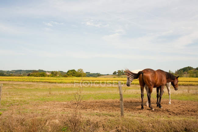 Horses grazing in rural field — Stock Photo