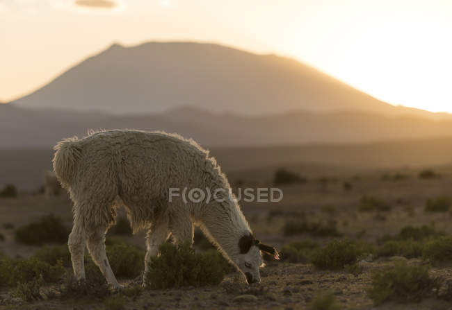 Lama broutant au champ au coucher du soleil, Villa Alota, Altiplano Sud, Bolivie, Amérique du Sud — Photo de stock