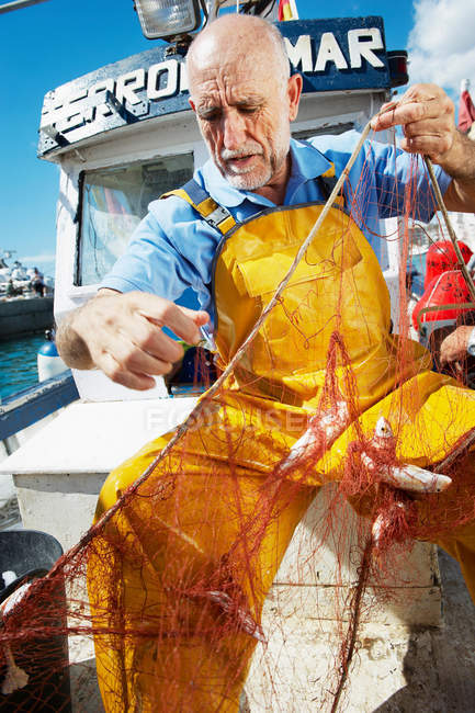 Pescador sacando pescado de las redes - foto de stock