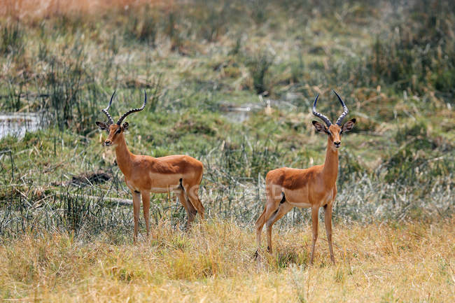 Zwei Impalas stehen auf Gras in Wassernähe in Botswana — Stockfoto