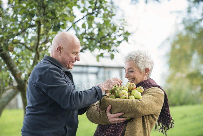 Retrato de pareja mayor feliz con manzanas - foto de stock