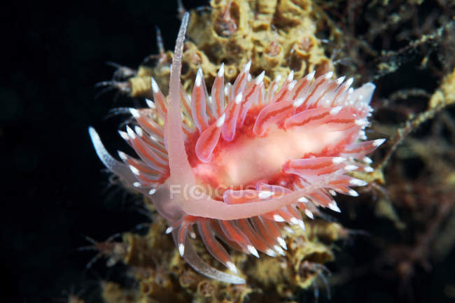 Close up tiro de lesma do mar em coral — Fotografia de Stock