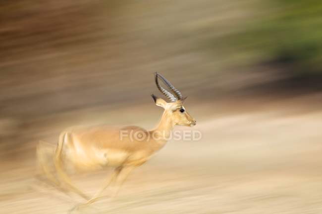 Impala ram or Aepyceros melampus running in mana pools national park, zimbabwe, africa — Stock Photo