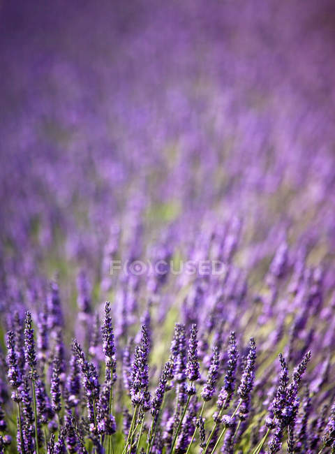 Purple flowers in field — Stock Photo