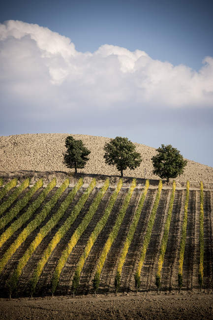 Cépages dans les champs, Sienne, Valle Orcia, Toscane, Italie — Photo de stock