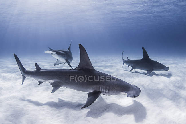 Grupo de tubarões-martelo nadando debaixo de água — Fotografia de Stock