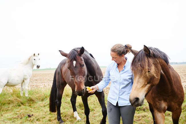 Женщина кормит лошадей в поле — стоковое фото