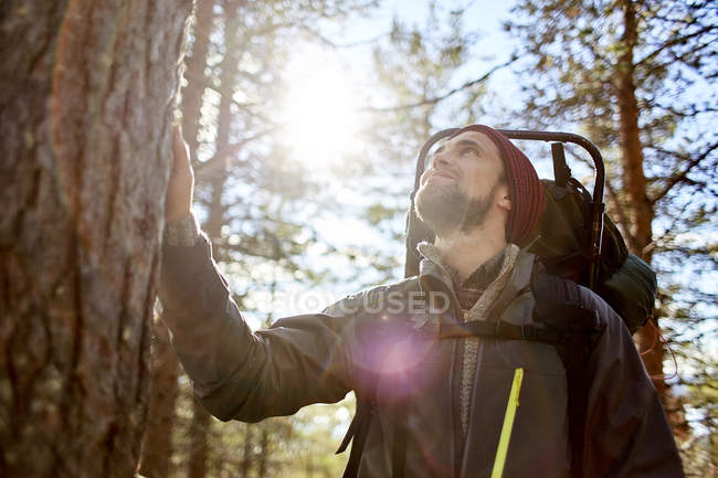 Турист смотрит вверх на дерево, Омиотунтури, Окланд, Финляндия — стоковое фото