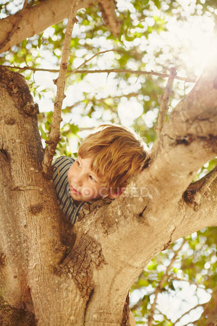 Niño en la parte superior de un árbol - foto de stock