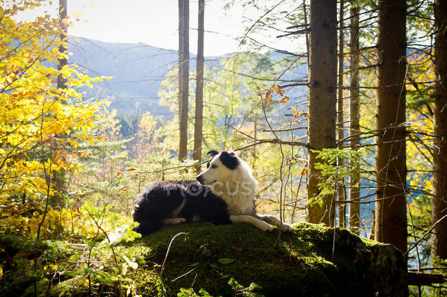 Собака сидить на моховинній скелі — стокове фото