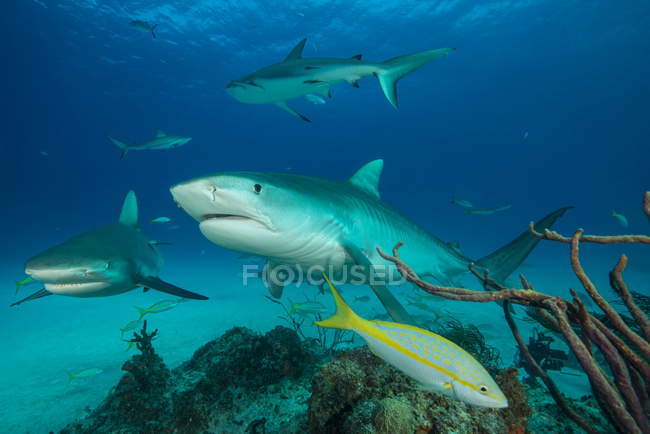 Vista subacquea degli squali tigre natanti — Foto stock